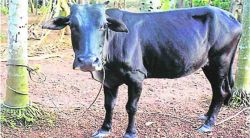 नदीपात्रातील उघड्या गटारात अडकलेल्या गाईला जीवदान; अग्निशमन दलाकडून सुटका