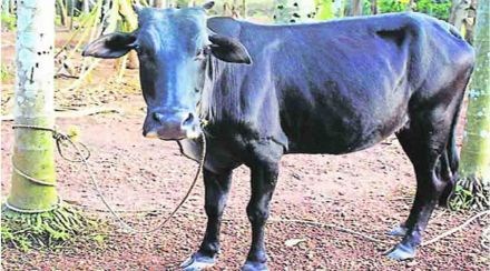 cow