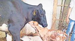 देशी गाय भ्रूण प्रत्यारोपण यशस्वी ; फुले कृषी विद्यापीठाचे यश