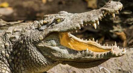 crocodile attack