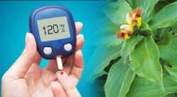 Diabetes Tips: ‘या’ वनस्पतीची पाने चघळल्याने साखरेची पातळी नियंत्रित राहते, जाणून घ्या ते कसे वापरावे
