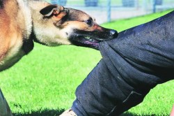 पुणे : बागेत खेळणाऱ्या मुलाला पाळीव श्वान चावले; श्वानाच्या मालकाच्या विरोधात गुन्हा दाखल