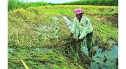 पुणे : ढगफुटी, अतिवृष्टीमुळे प्रचंड नुकसान ; महाराष्ट्रात ओला दुष्काळ जाहीर करण्याची मागणी