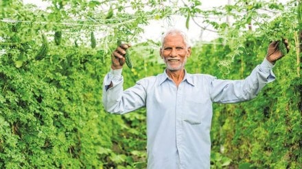 human urine for Agricultural use