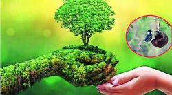 सृष्टी-दृष्टी : वर्गीकरणातील बदलत्या भिंती