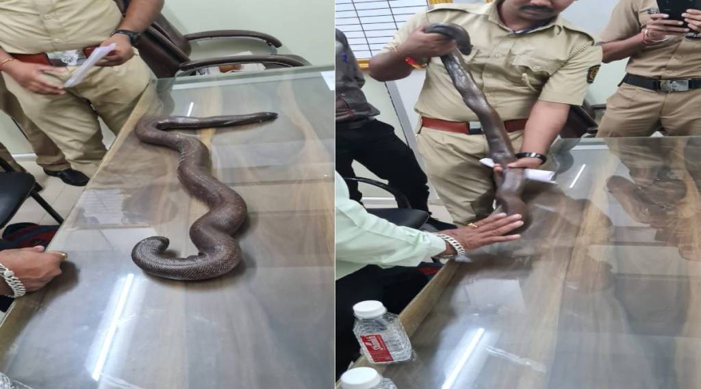 mandul snake