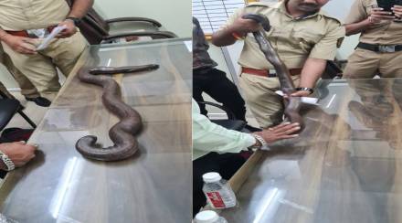 mandul snake mandul snake