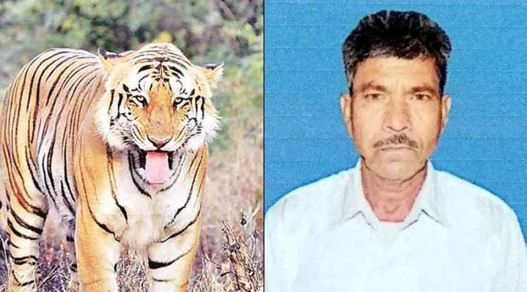 पट्टेदार वाघाच्या  हल्ल्यात रमेश मोतीराम भाजीपाले (५०, रा. सावरला) यांचा मृत्यू झाला