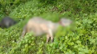 animals killed by electric wire