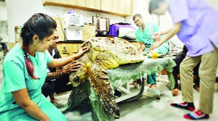 Rare 'Loggerhead' Tortoise