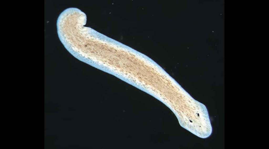 Planaria