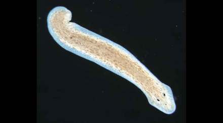 Planaria Planaria