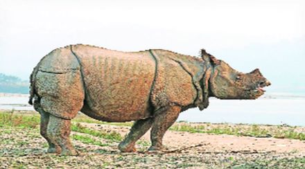nl hippo