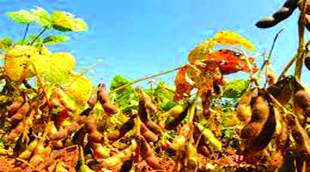 ns1 soyabean ns1 soyabean