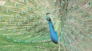 peacock