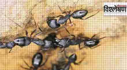 tamil nadu ants