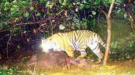 tiger