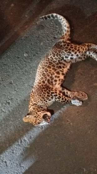 A seven-month-old female leopard was killed after being hit by an ...