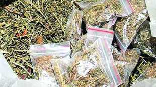 Cannabis worth 26 lakh seized by police near Karanja Ghadge