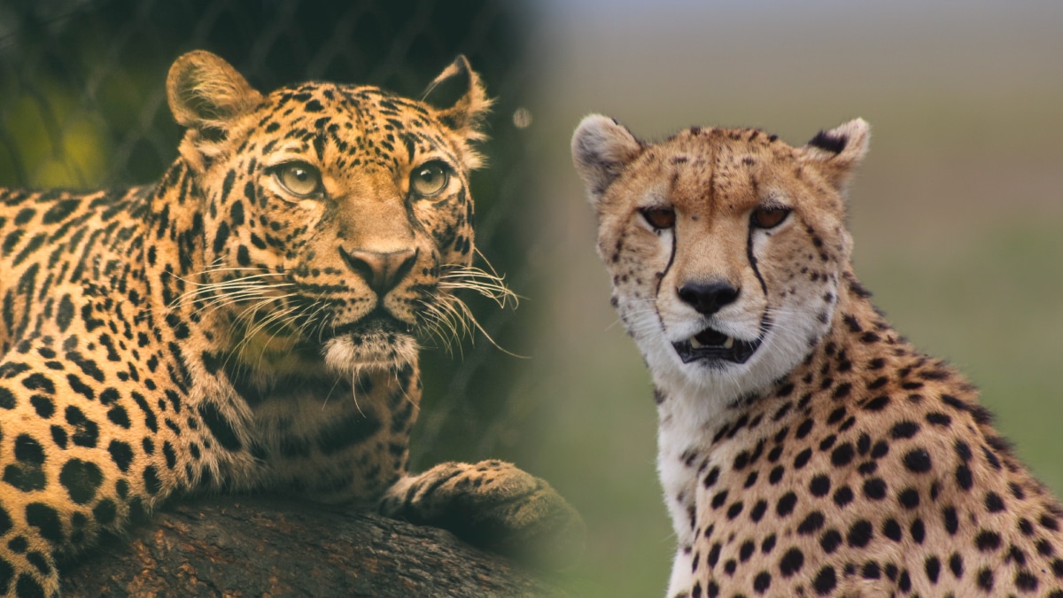 Cheetah Vs Leopard