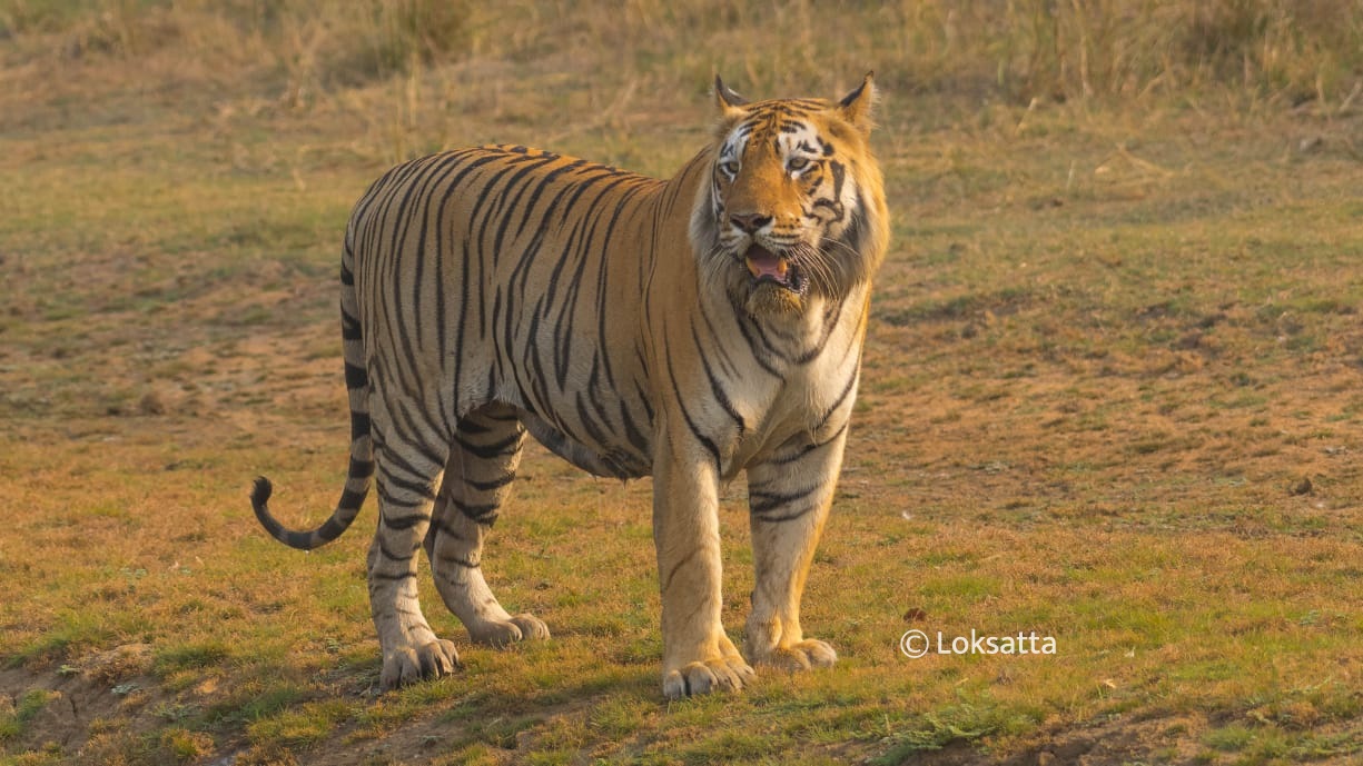 Dadhiyal Tiger Photos Information
