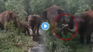 Elephant Calf Viral Video