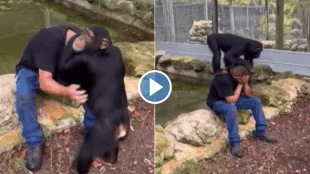 Monkey Viral Animal Video
