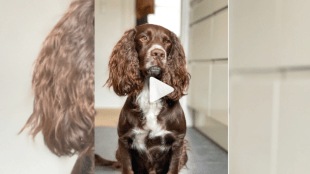 Viral Cute Animal Videos