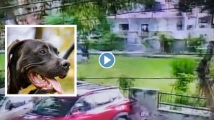 11-year old boy attacked by pitbull