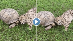 Viral Video fastest Cheetah and Turtle
