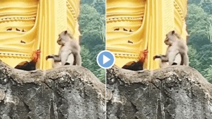 Viral video chicken fights with monkey animal rivalry makes netizens crazy