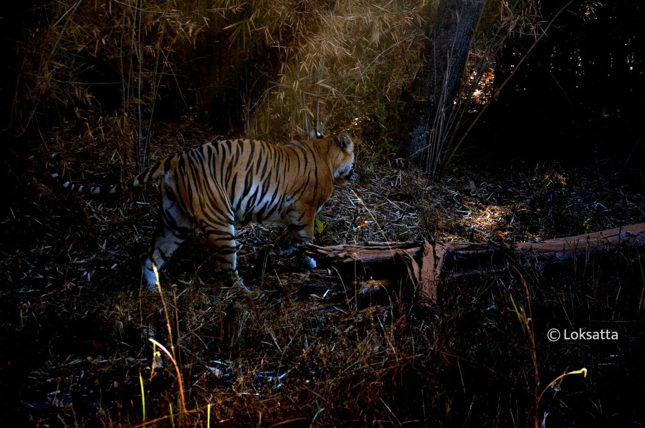 Maya Tigress Information
