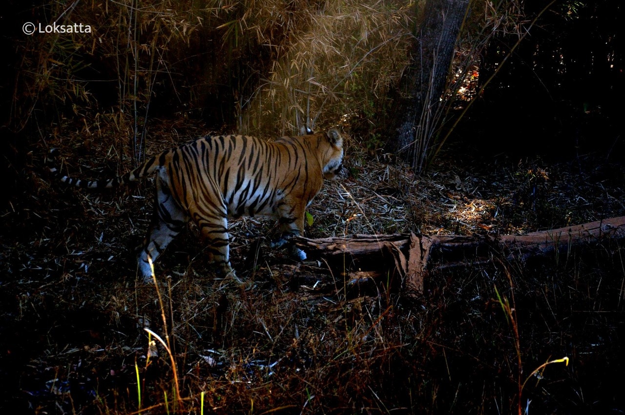 Maya Tigress Information