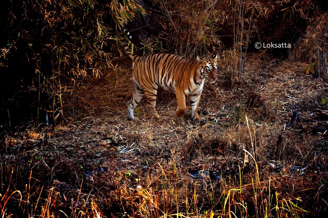 Maya Tigress Information
