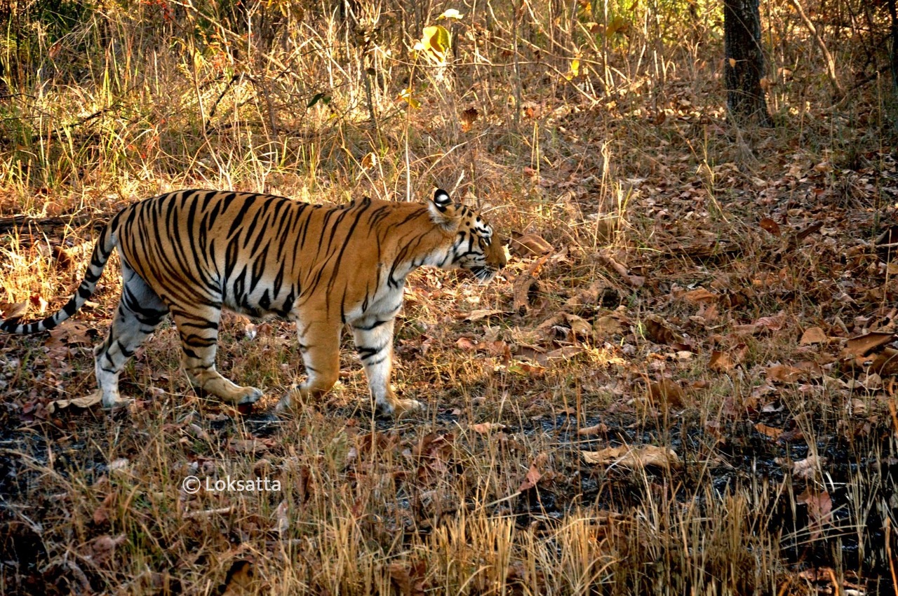 Maya Tigress Information