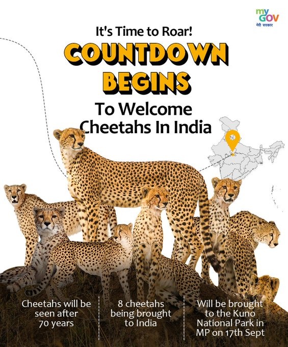 Namibia Cheetah India Photos