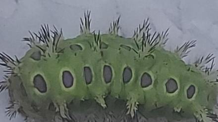 An outbreak of poisonous Ghonas worm was found in Sangli district