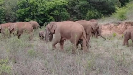 Visiting wild elephants became Falling into the pit broke the leg bone gadchiroli Visiting wild elephants became Falling into the pit broke the leg bone gadchiroli