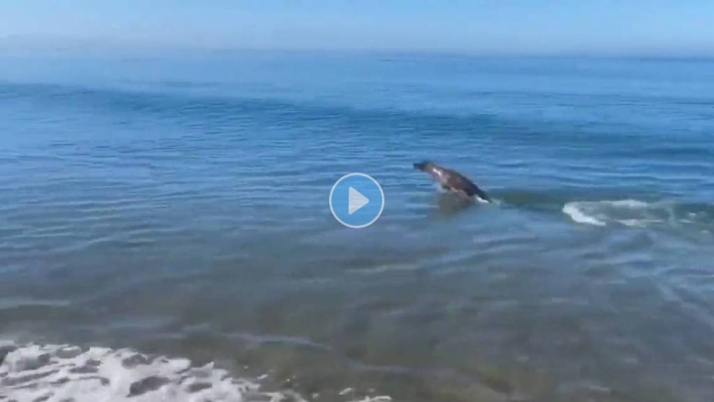 Dog-Playing-Sea Dog-Viral-Video