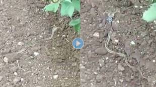 Horned-Snake-Viral-Video