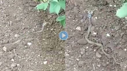 Horned-Snake-Viral-Video