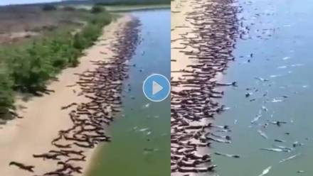 Crocodiles-on-Brazilian-Beach