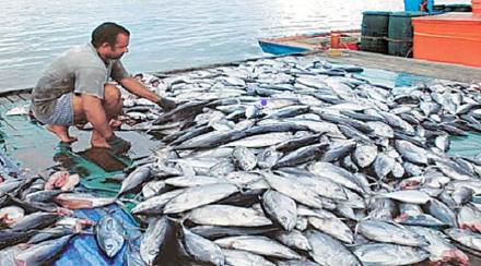 Crore fraud with the lure of investing in fish farming business Crore fraud with the lure of investing in fish farming business