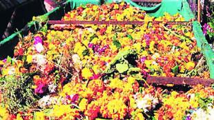 36 tone collection of nirmaly in ganesh visarjan new mumbai