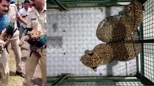leopard cubs are return again the maother laps in amaravti