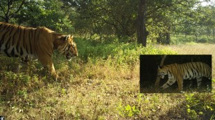 Existence Tigers in South Konkan and Kolhapur Forest Department and Scientists Sighting Eight Tigers nagpur