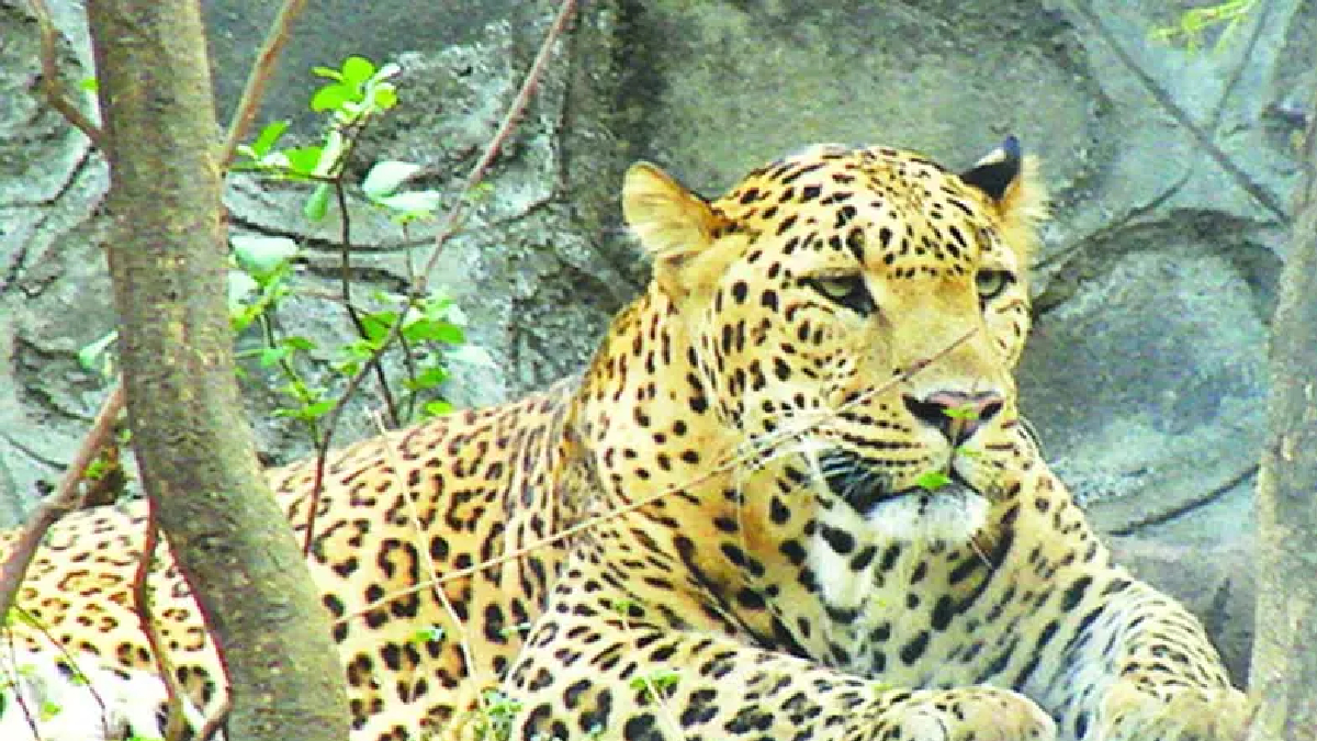 गडचिरोली : अज्ञात वाहनाच्या धडकेत बिबट्या ठार ; मेंढेबोडी मार्गावरील ...