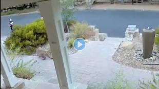 Mountain-Lion-Hiding-Viral-Video