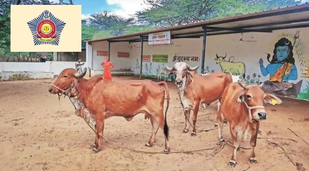 Special orders of Mumbai Police in the wake of lumpy skin disease