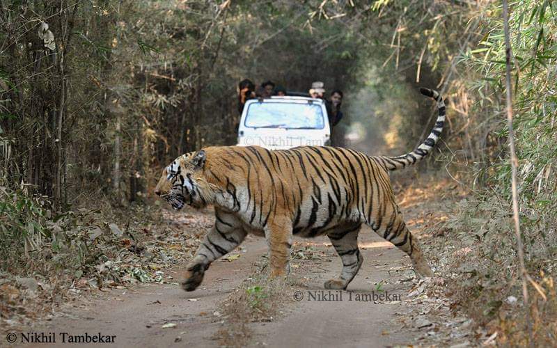 Waghdoh Tiger Photos